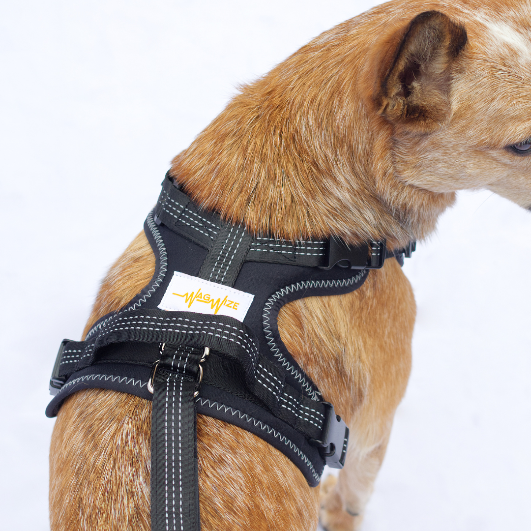 Kneestøtte sele for hunder