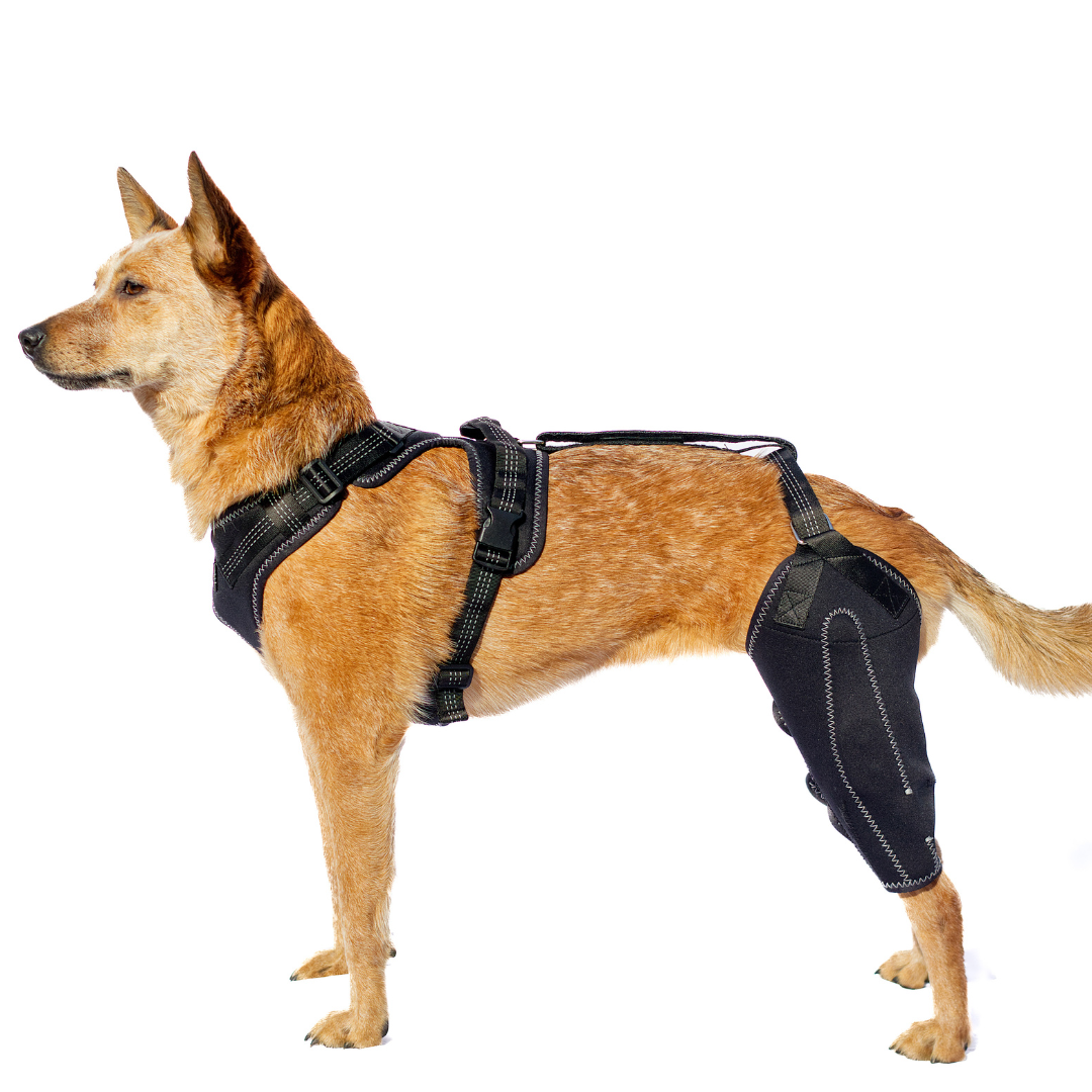 Kneestøtte sele for hunder