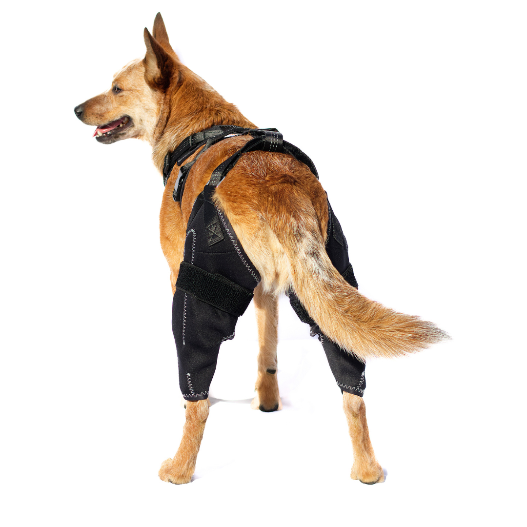 Kneestøtte sele for hunder