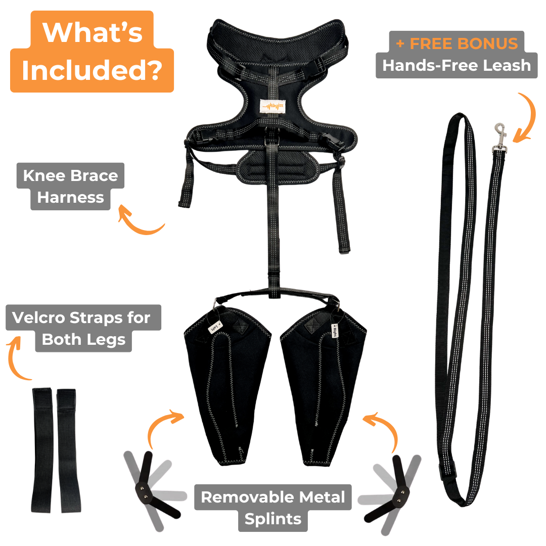 Kneestøtte sele for hunder