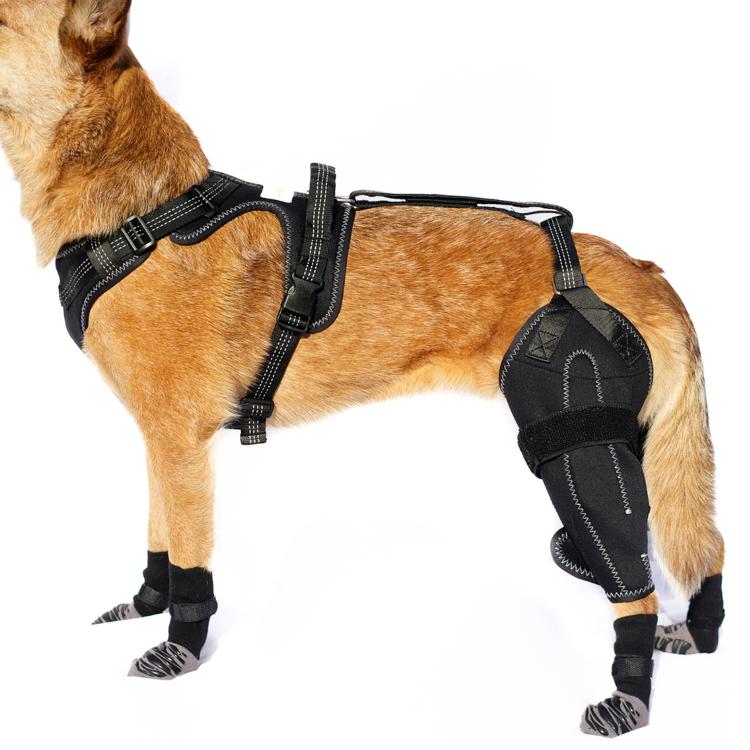 Kneestøtte sele for hunder