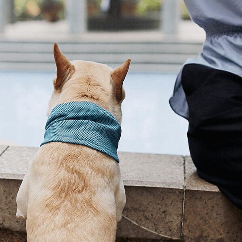 Avkjølende Kjølehalsbånd For Kjæledyr