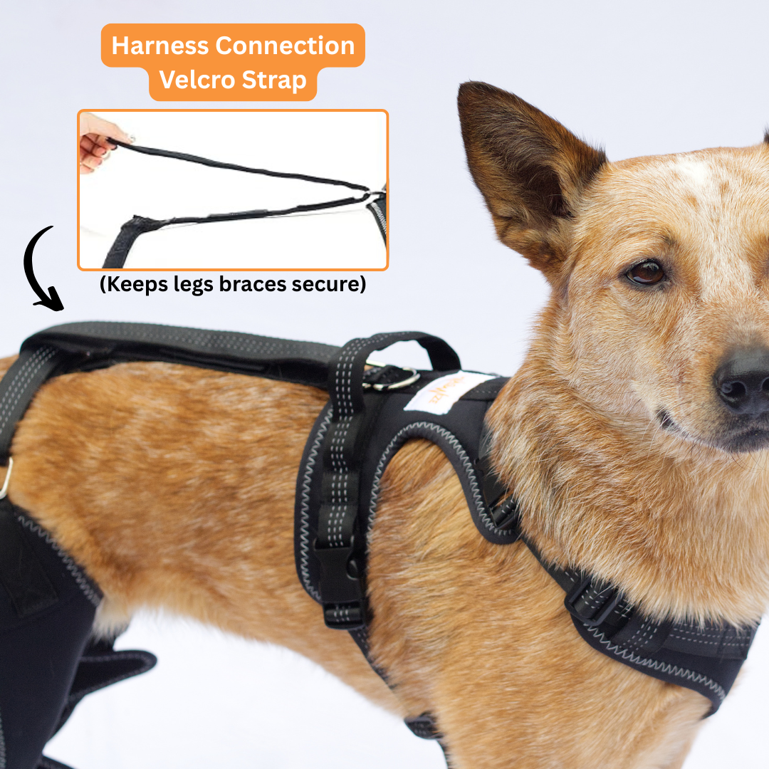 Kneestøtte sele for hunder