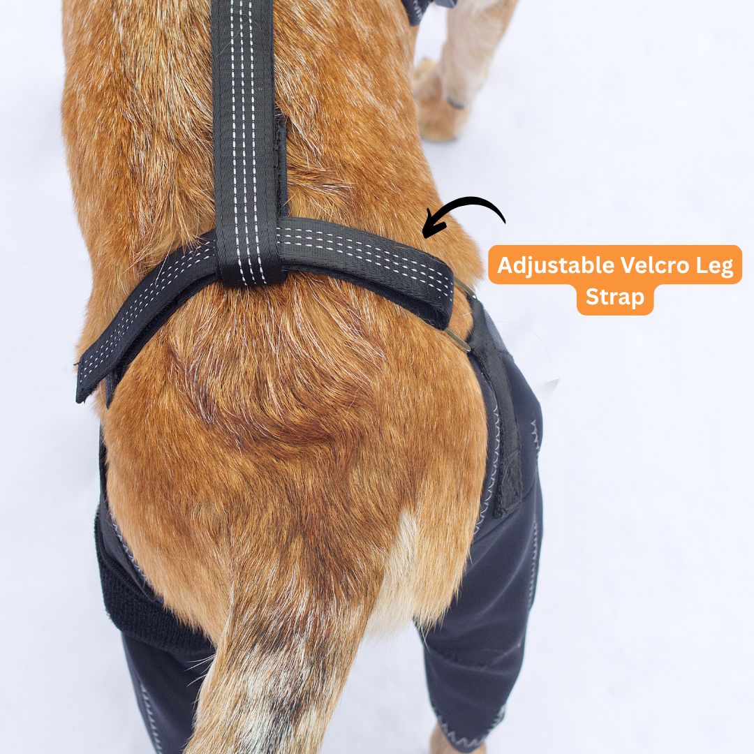 Kneestøtte sele for hunder