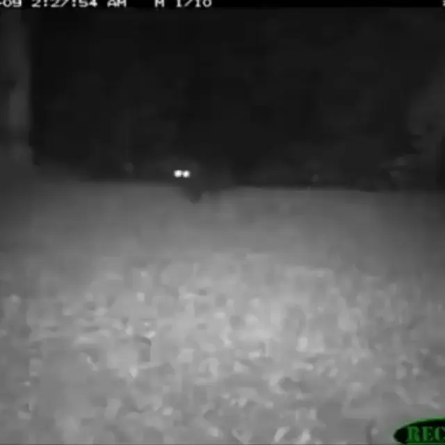 Ultralyd Anti-Skadedyr: Solcelledrevet