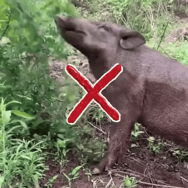 Ultralyd Anti-Skadedyr: Solcelledrevet