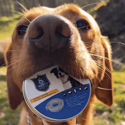 Woofli™ Flåtthalsbånd - Naturlig beskyttelse mot flått og skadedyr